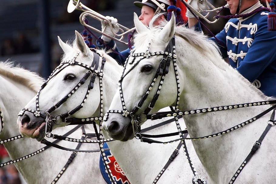 two white horses, chio, aachen, equestrian, tournament, jump