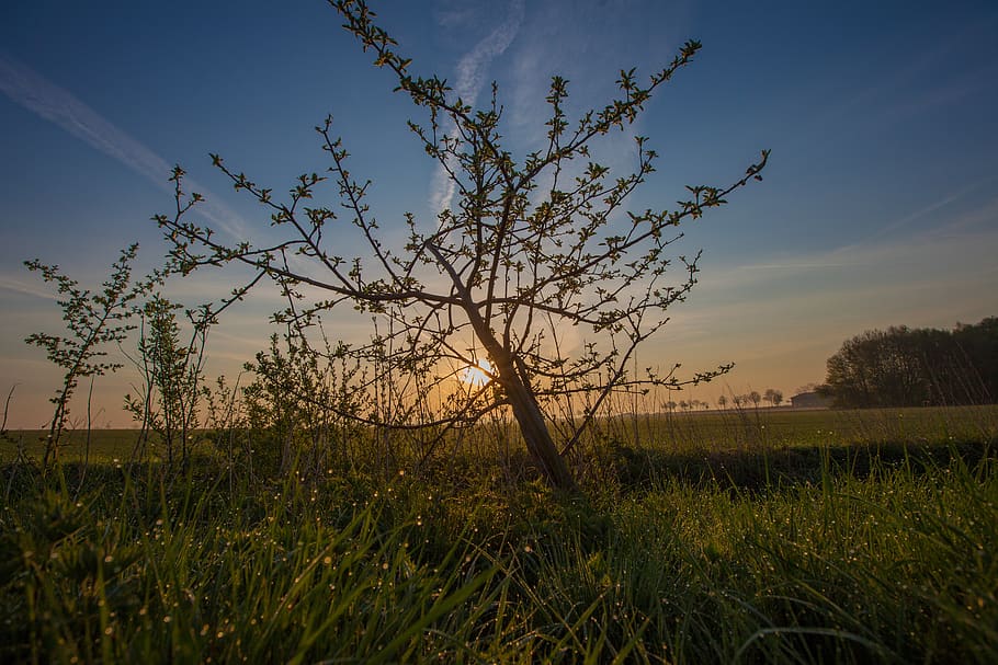 tree, landscape, nature, clouds, rest, sunlight, sunrise, green HD wallpaper