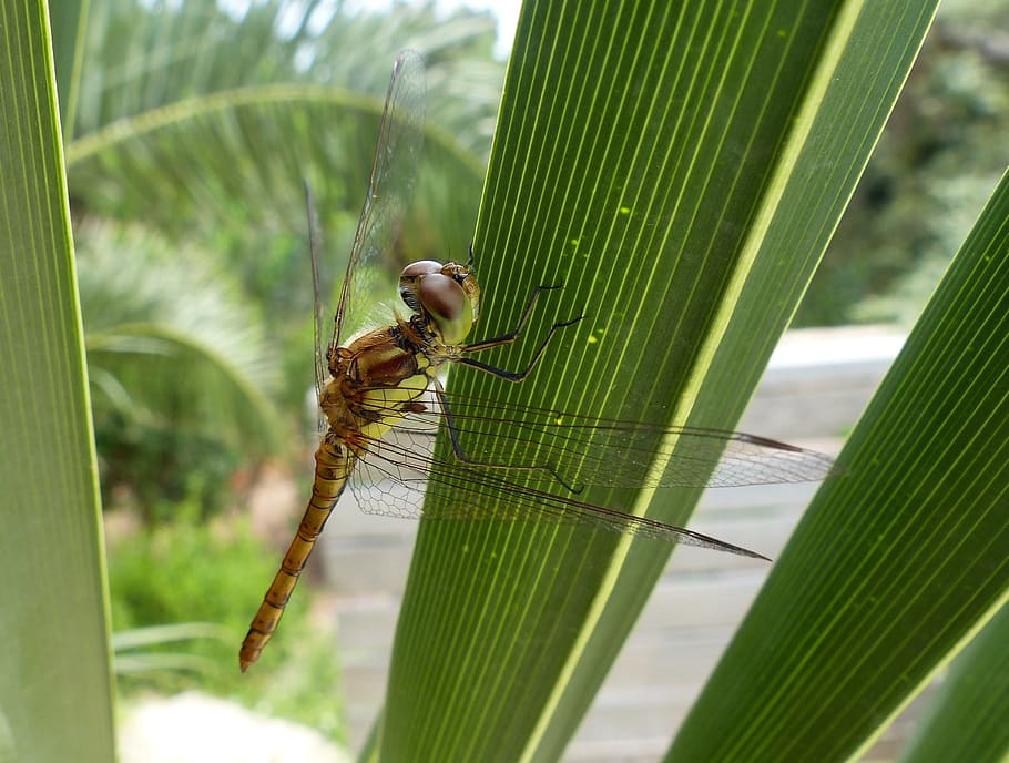 dragonfly, leaf, green, animal, nature, plant, summer, wallpaper HD wallpaper