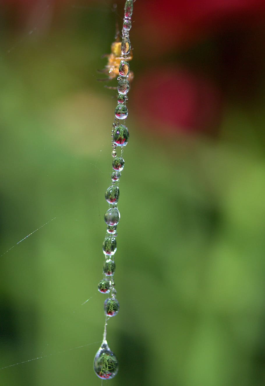 Spider Web, Drops, Dew, place, nature, wet, raindrop, close-up HD wallpaper