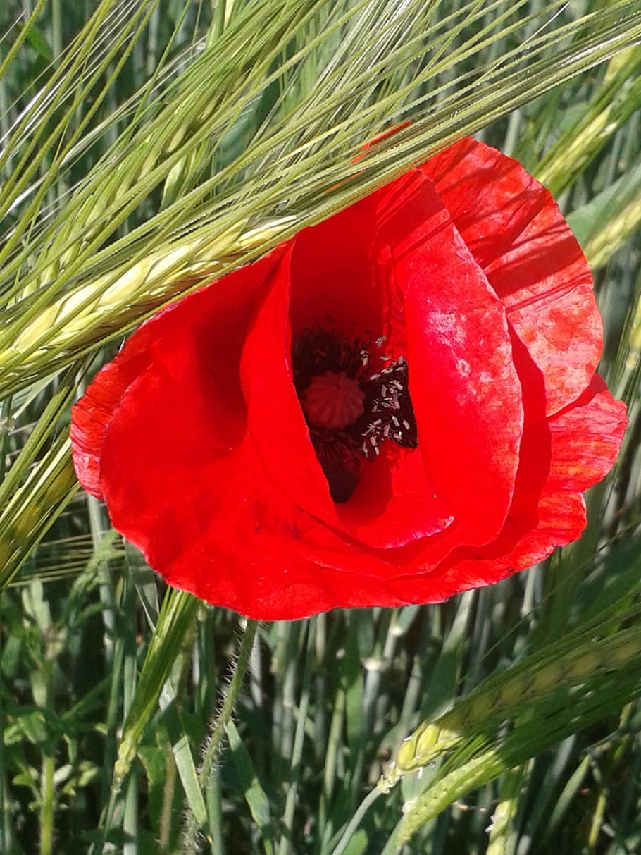 klatschmohn, red, flower, wheat, field, meadow, cereals, poppy HD wallpaper