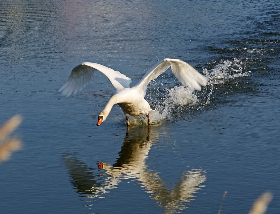 mute swan flying over water, Departure, Start, Mirror Image, swing, HD wallpaper