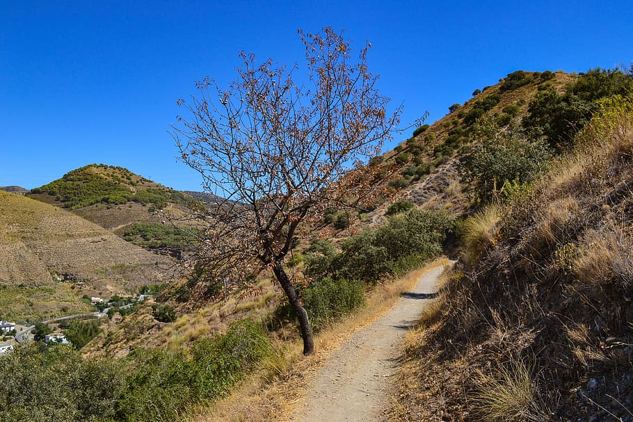 tree, path, mountains, sierra nevada, spain, landscape, traveling HD wallpaper