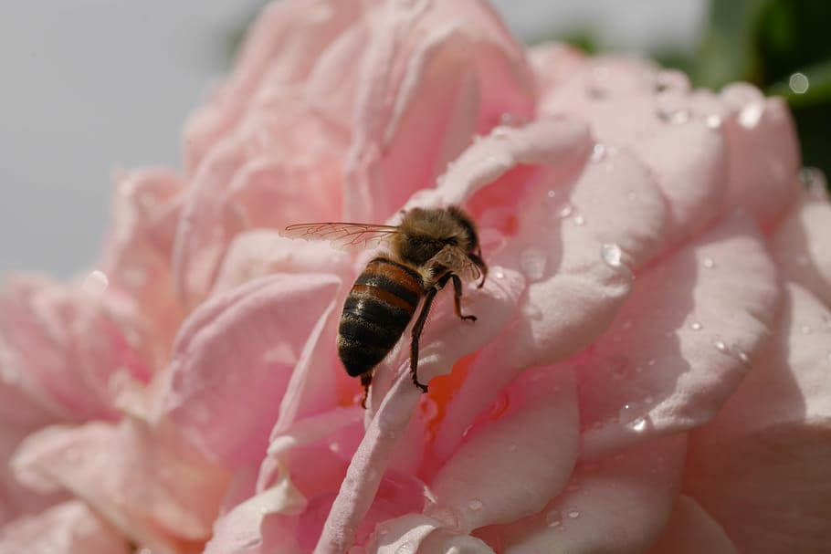rose, pink, bee, nature, macro, flower, petal, white, love HD wallpaper