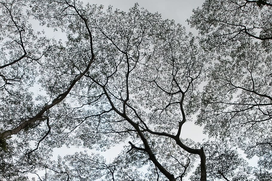 nature, trees, leaves, forest, plant, low angle view, branch HD wallpaper