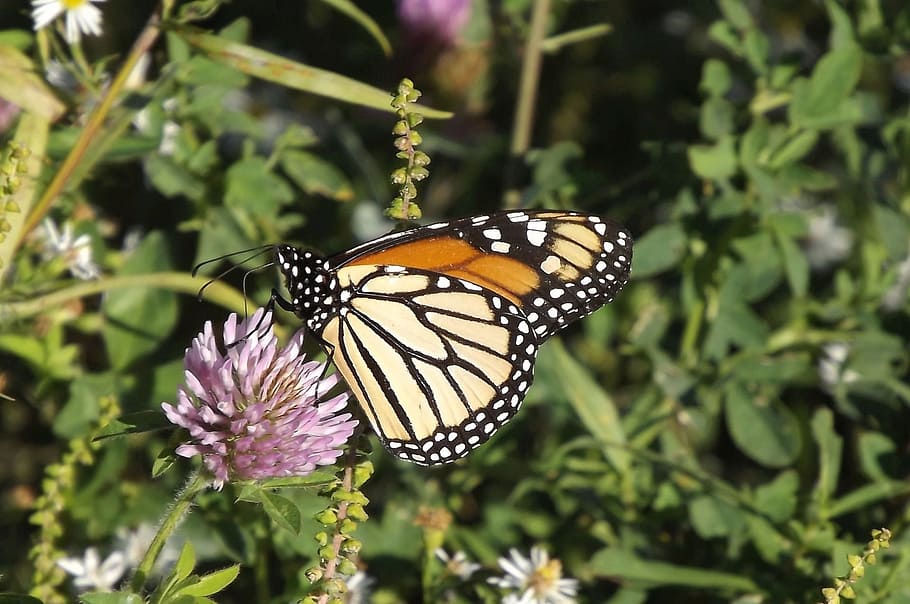 fauna, insect, butterfly, plants, clover, garden, summer, nature HD wallpaper