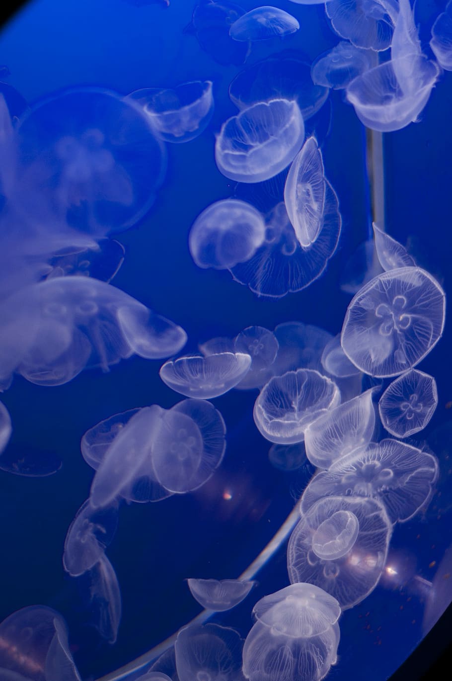 Vancouver Aquarium, Jellyfish, jelly fish, animal, marine, marine life, HD wallpaper