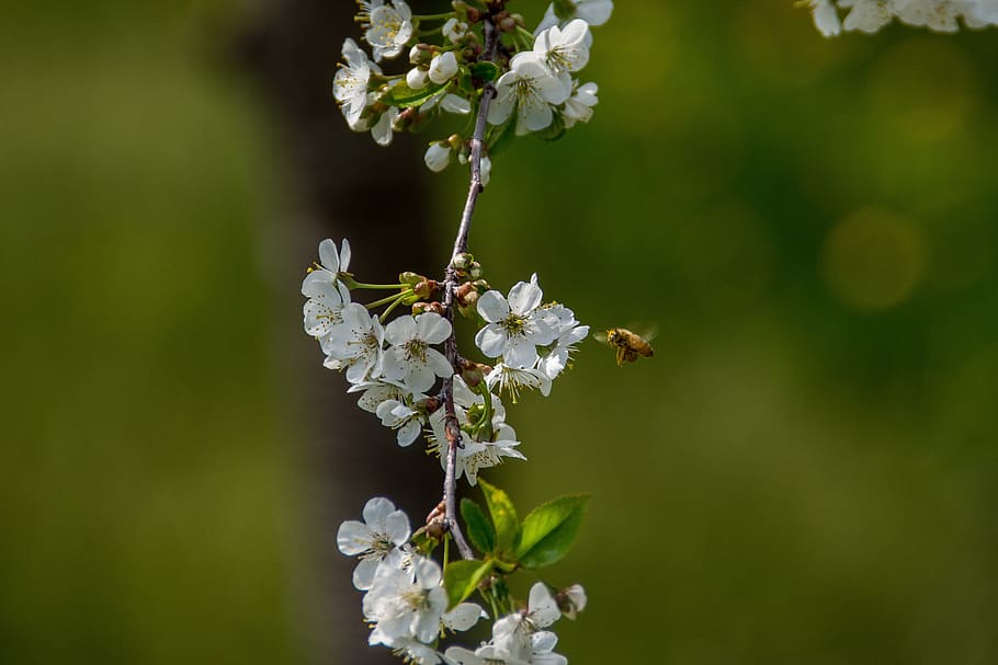 cherry blossom, flower, spring, bloom, flowering, petal, branch HD wallpaper