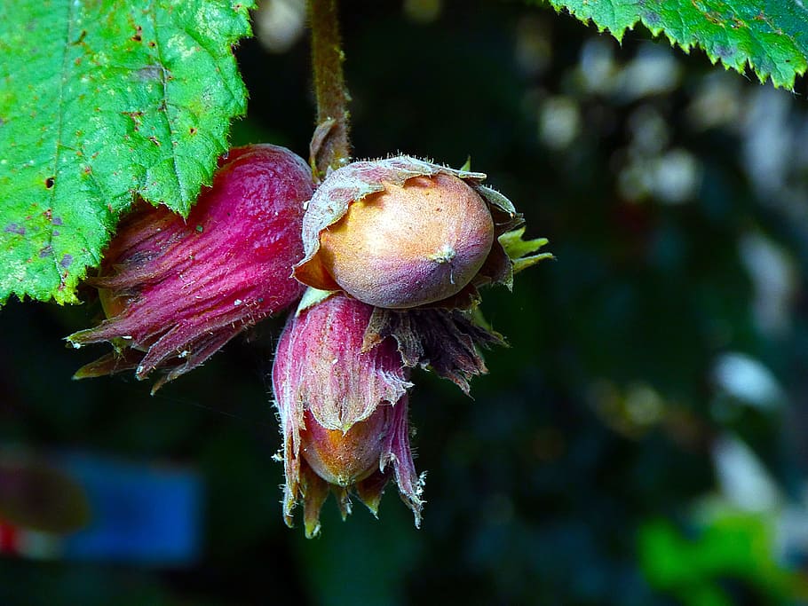 hazelnut, nature, close, plant, close-up, freshness, growth HD wallpaper