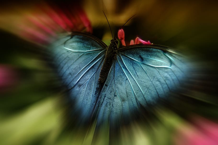 selective focus photography of blue and black butterfly at daytime HD wallpaper
