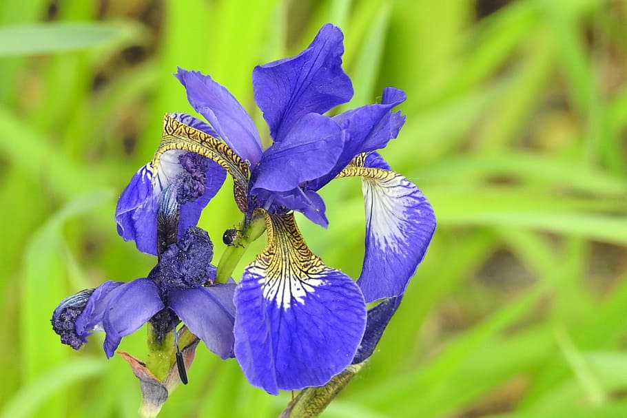 flower, blossom, bloom, iris, blue, spring, flowering plant HD wallpaper