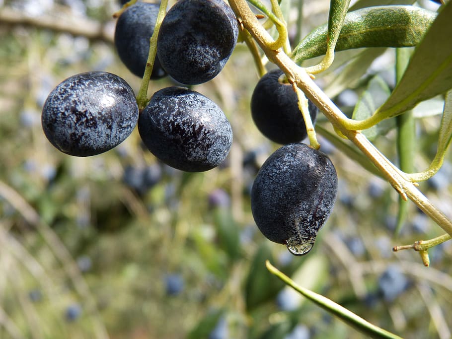 black fruits, Olives, Mature, growth, agriculture, food and drink HD wallpaper