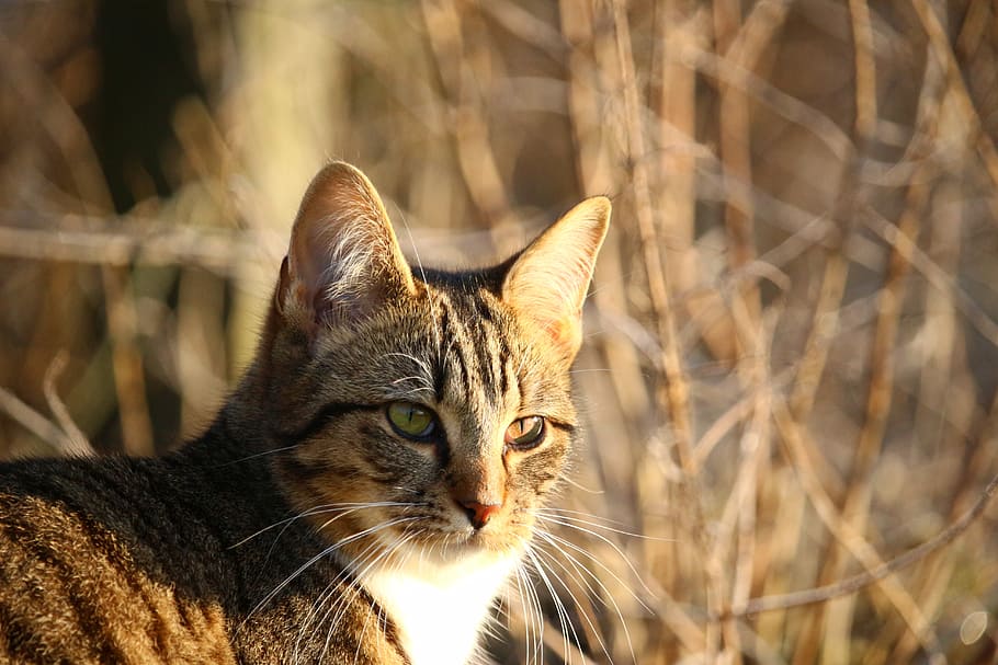 cat, kitten, mackerel, mieze, tiger cat, cat face, young cat HD wallpaper