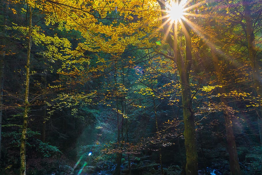 green and yellow leafed trees, forest, autumn, tree stump, leaves