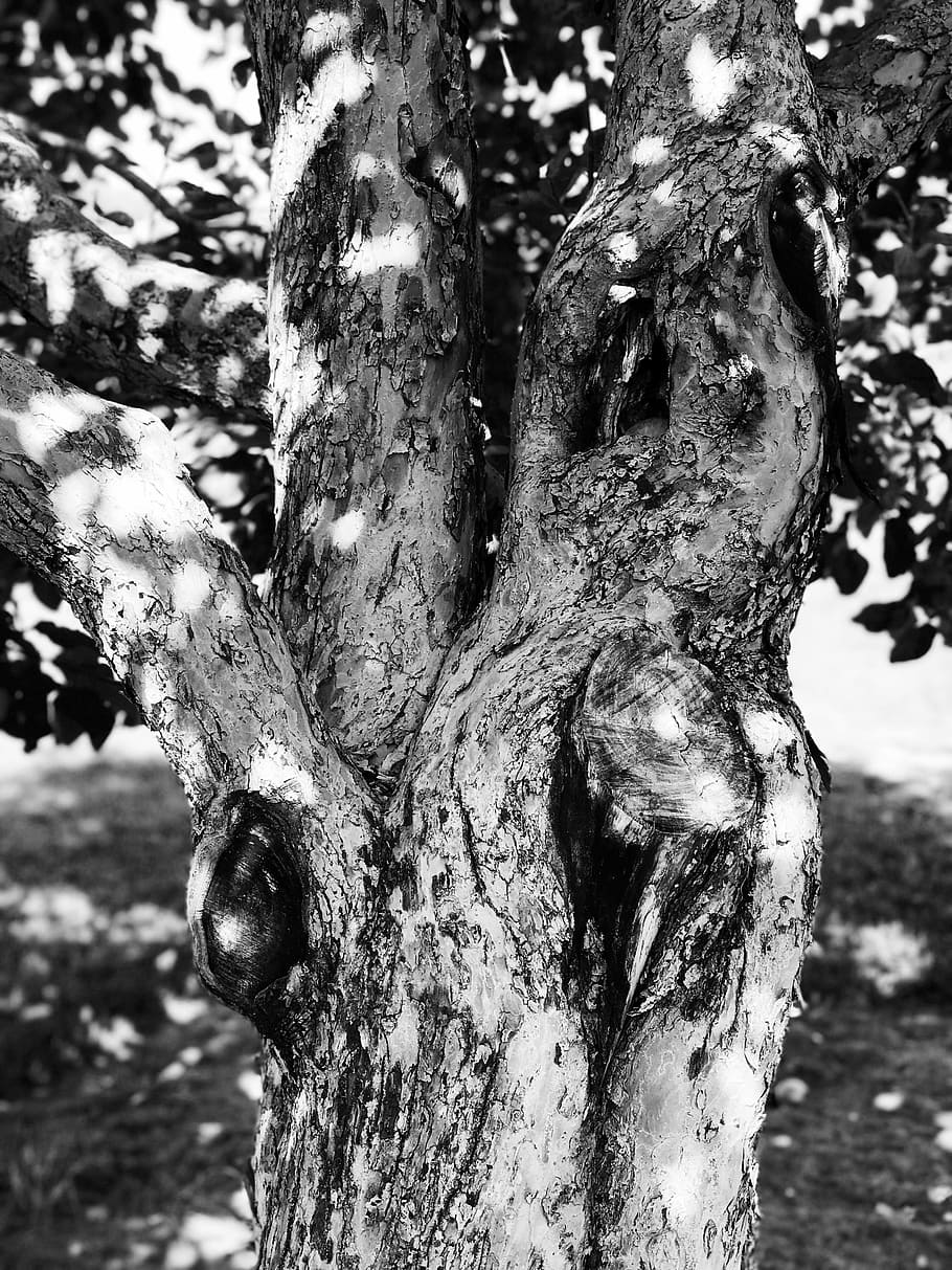 tree, nature, old tree, fruit tree, trunk, tree trunk, apple HD wallpaper