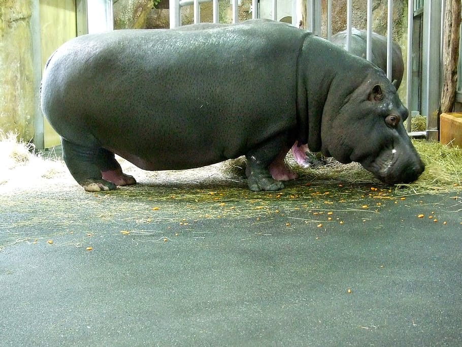 Hippo, Zoo, one animal, no people, animal themes, day, statue HD wallpaper