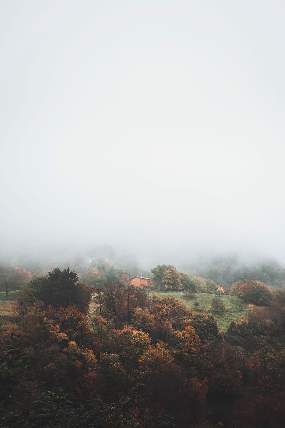 orange house in foggy woods, aerial view of brown and green trees during foggy day HD wallpaper