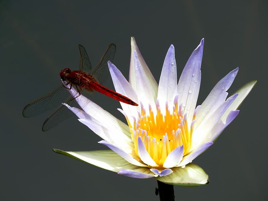 closeup photography of red dragonfly on white and purple petaled flower, HD wallpaper