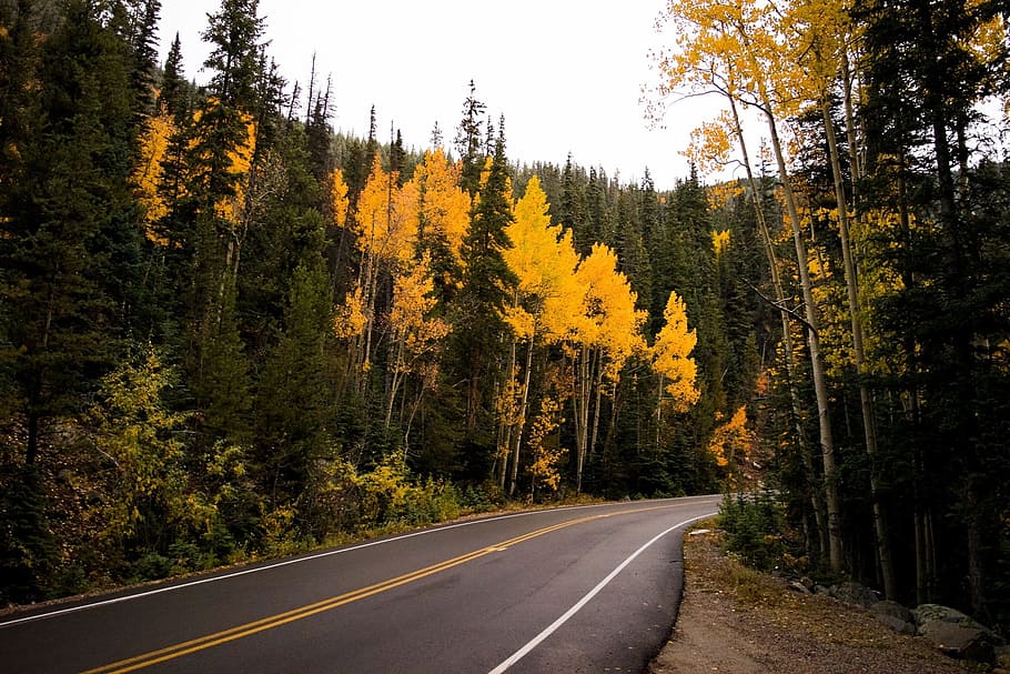 road, path, grass, trees, plant, nature, forest, autumn, the way forward HD wallpaper