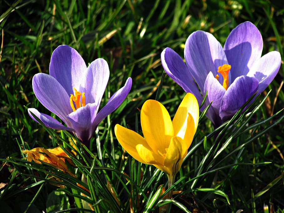 flowers, crocus, meadow, spring, gentle, violet, yellow, flowering plant HD wallpaper