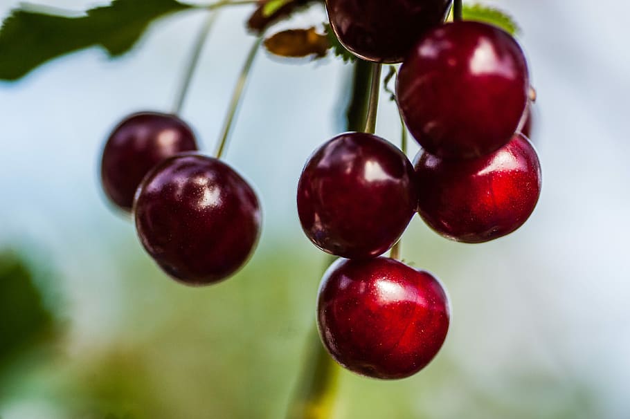 Cherry, Close, Fruit, Food, red black, nature, ripe, freshness HD wallpaper