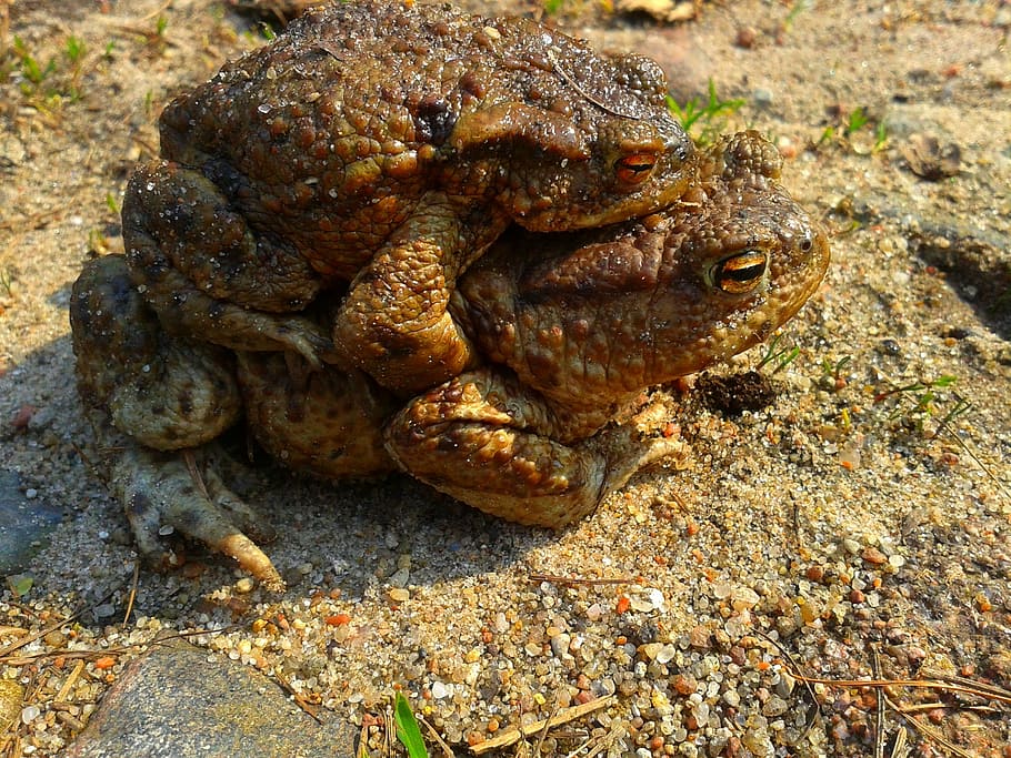 a toad, ampleksus, nature, the frog, animal, amphibian, mating HD wallpaper