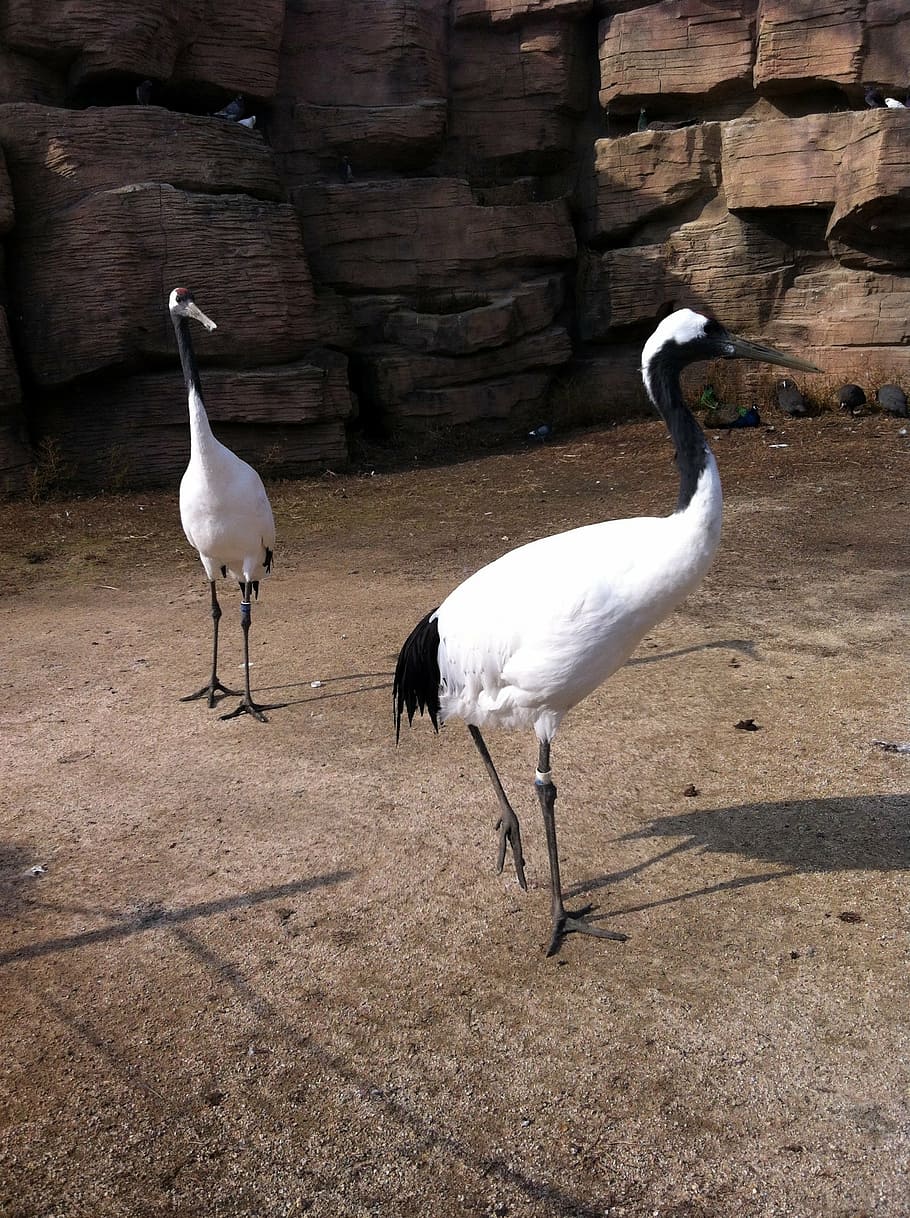 crane, bird, feather, bird feathers, the beak, wild, wildlife HD wallpaper