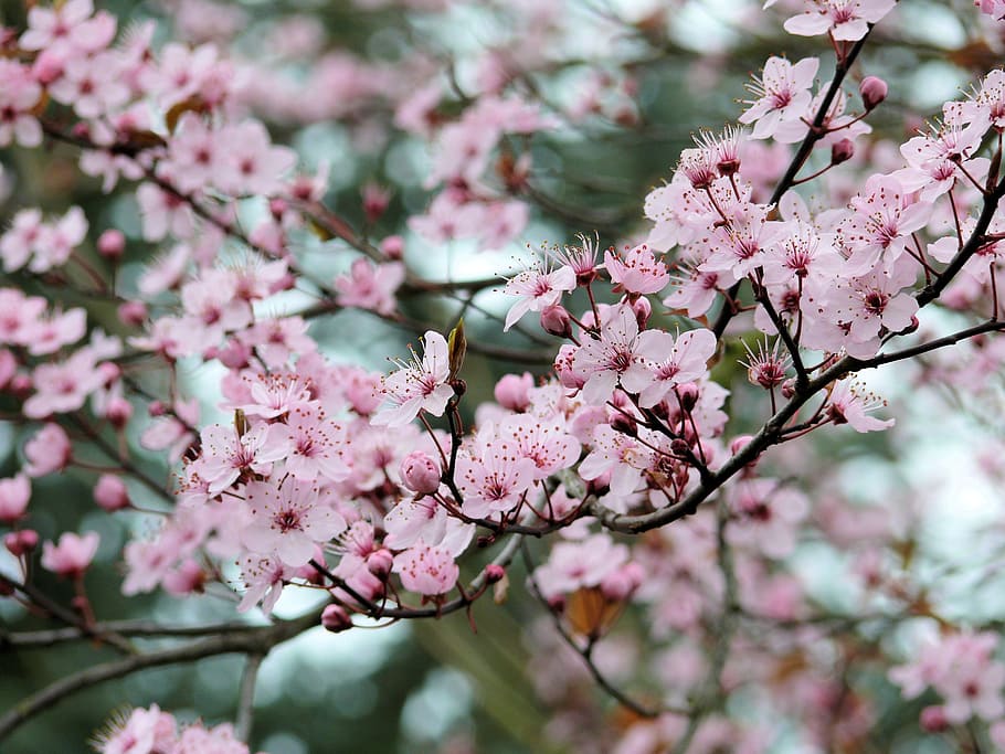 blossom, rose, garden, spring, apple tree, outdoor, bloom, flowering plant HD wallpaper