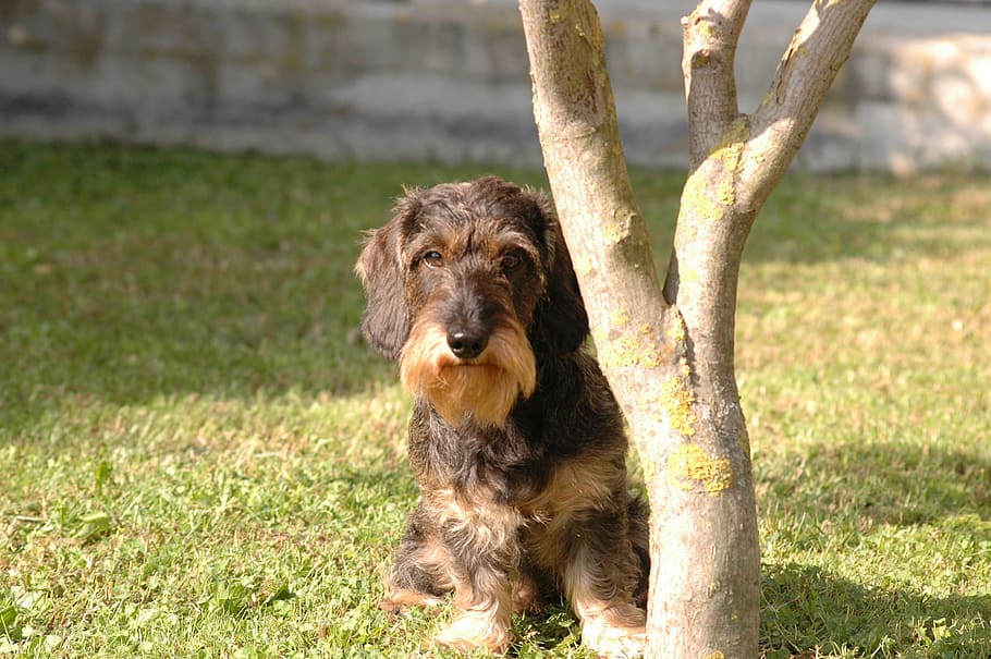 dog, dachshund, view, one animal, canine, mammal, pets, domestic animals HD wallpaper