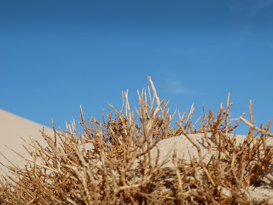 desert, sand, sky, dry, hot, scrub, africa, plant, growth, blue HD wallpaper