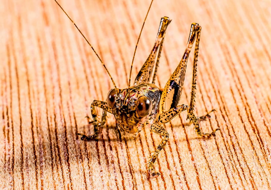 beige and black grasshopper, viridissima, insect, close, wood - material HD wallpaper