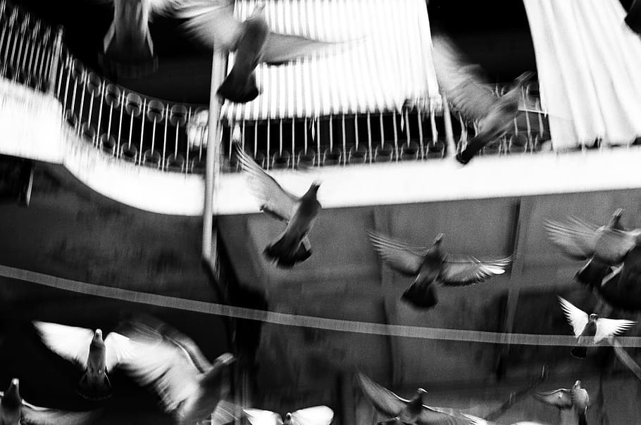 Flying pigeons, animals, black And White, people, indoors, human body part HD wallpaper