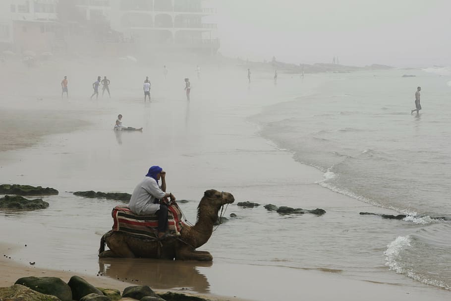 camel, beach, fog, morocco, nature, coast, sea, water, real people HD wallpaper