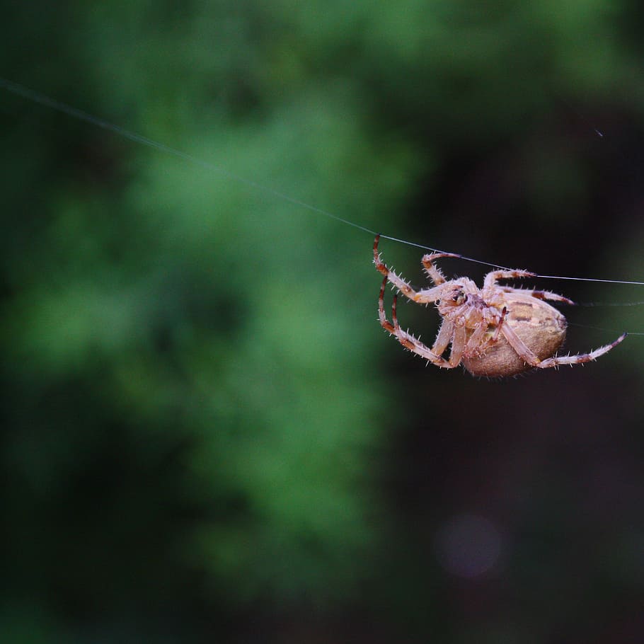 spider, insect, jumping spider, web spider, creepy, macro, close HD wallpaper