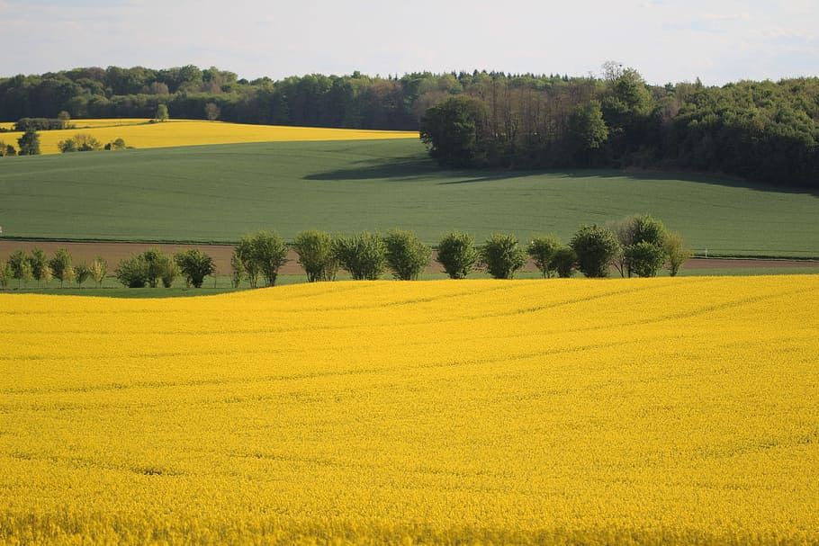fields, rapeseed, yellow, nature, spring, yellow flowers, summer HD wallpaper