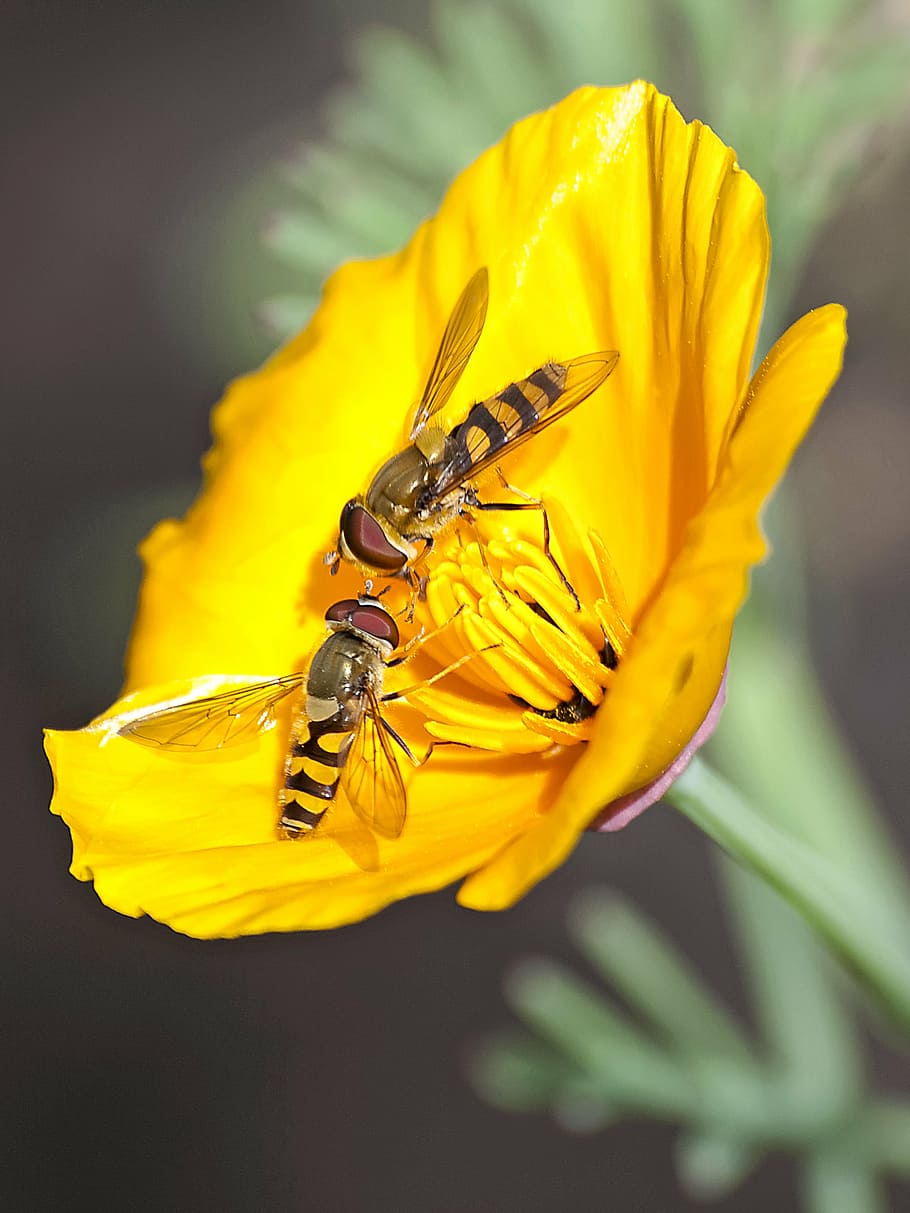 hoverfly, insect, blossom, bloom, nature, animal, bee, pollination HD wallpaper