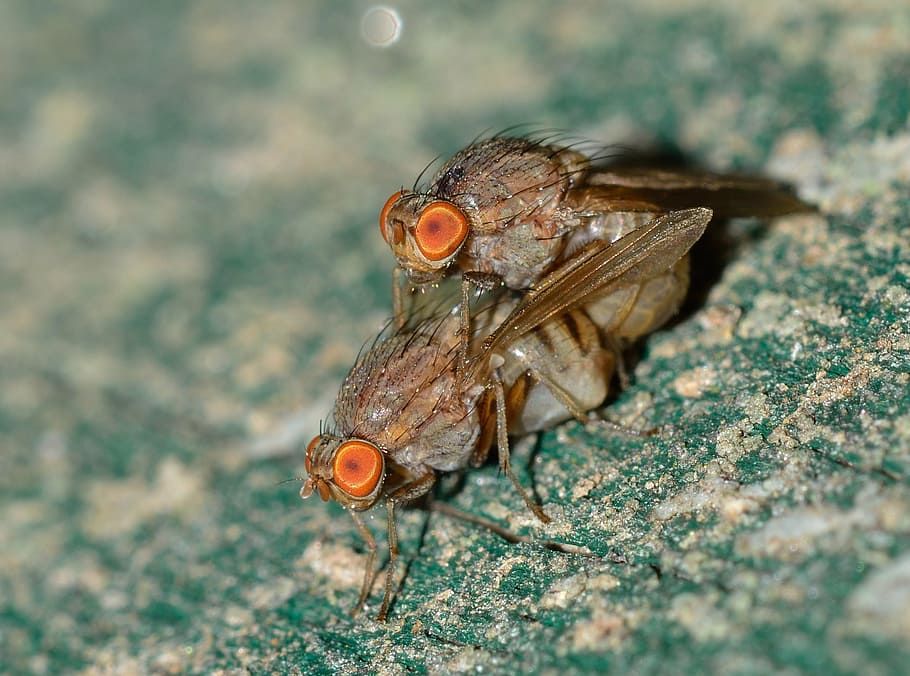 macro shot photography of two gray-and-brown insects, nature HD wallpaper