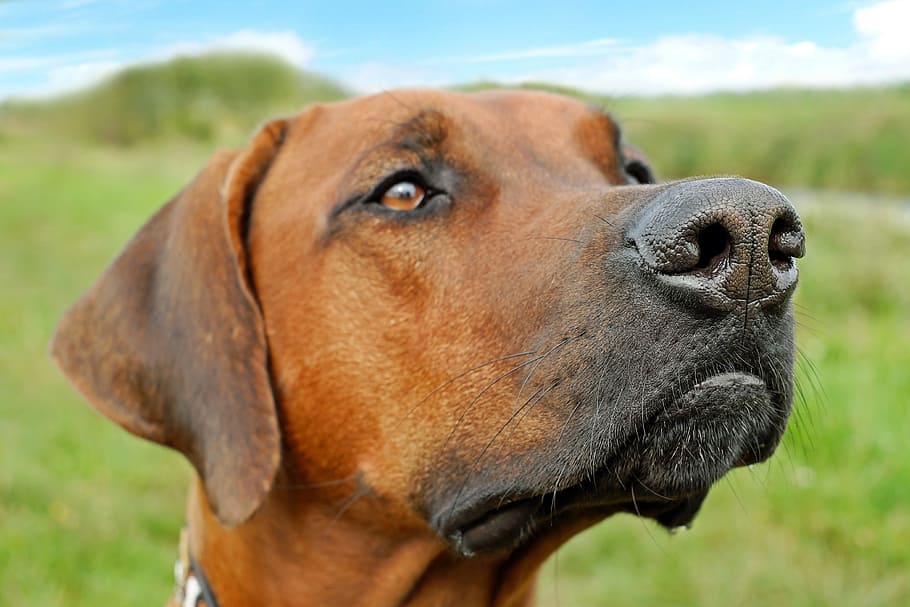 adult redbone coondhound on focus photo, dog, nose, snout, head