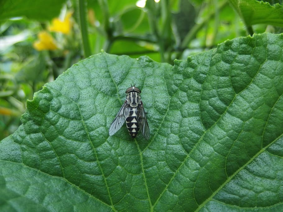 fly, abu, insect, summer, nature, animal, close-up, plant part HD wallpaper