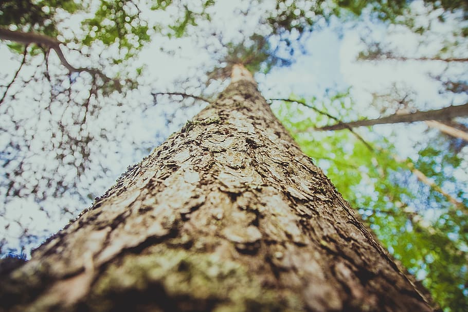 Tree, Bark, Tree Bark, Trunk, Texture, background, nature, large texture HD wallpaper