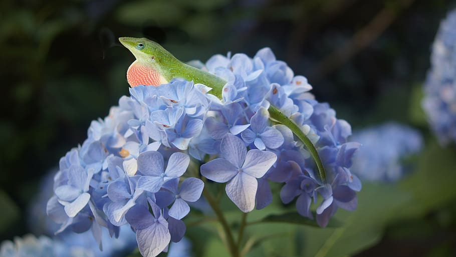 hydrangea, lizard, flower, blue, spring, nature, animal, reptile HD wallpaper