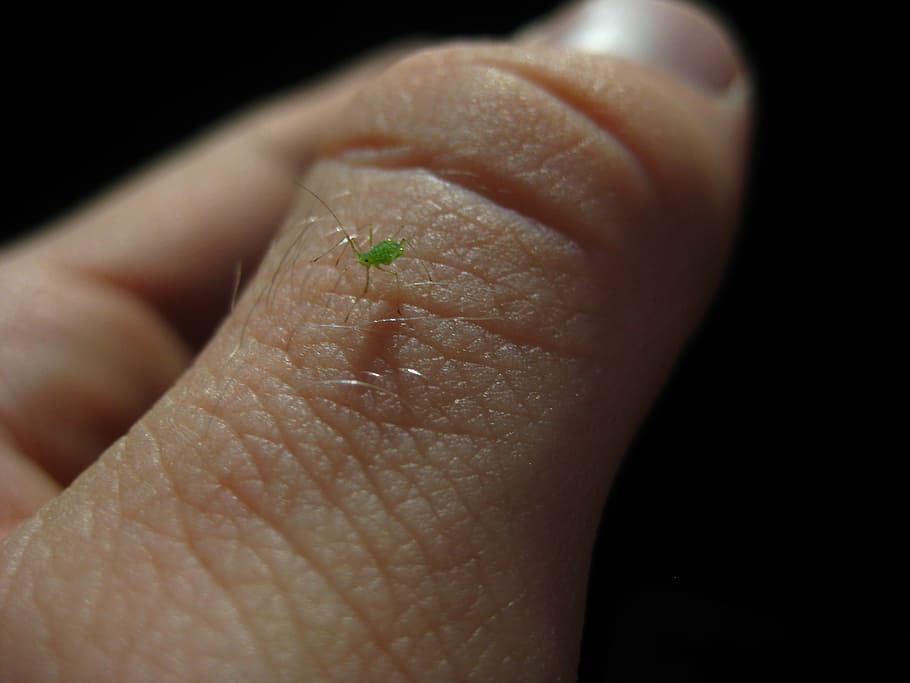 aphid, insect, pest, bug, close-up, macro, human body part HD wallpaper