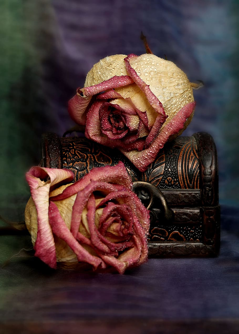 two beige-and-pink flowers on brown chest box, rose, dry, memories HD wallpaper