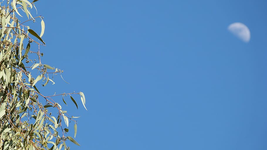 Moon, Day, Sky, blue, copy space, clear sky, outdoors, low angle view HD wallpaper