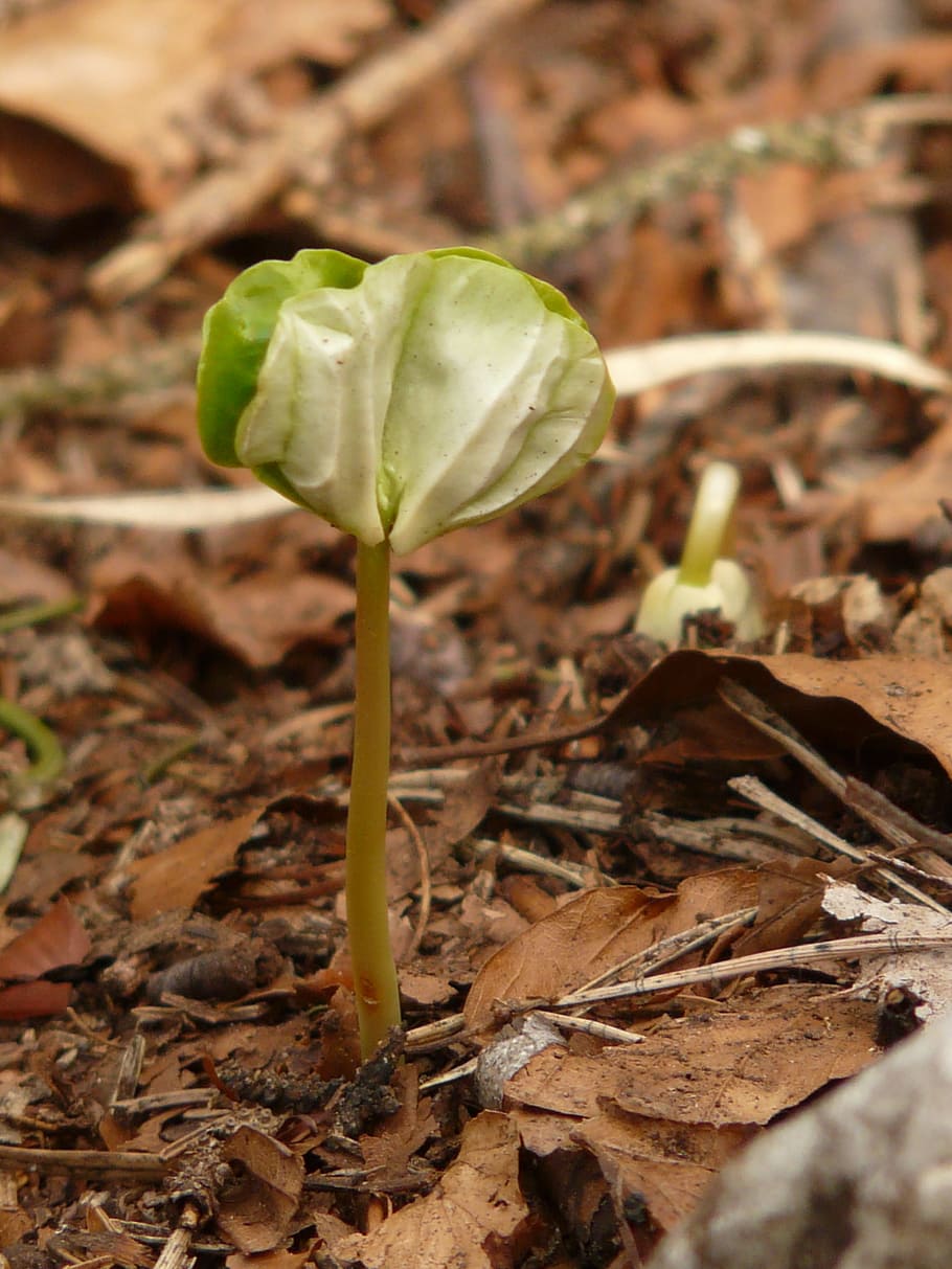 Germ, Seedling, Scion, Forest, Grow, young, tree, plant, beech, HD wallpaper