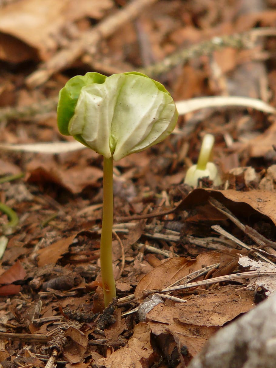 Germ, Seedling, Scion, Forest, Grow, young, tree, plant, beech HD wallpaper