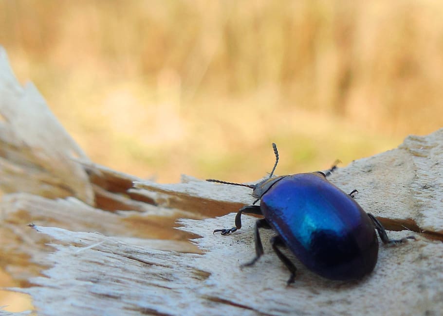 blue beetle, macro, tree, spring, animal wildlife, animals in the wild HD wallpaper
