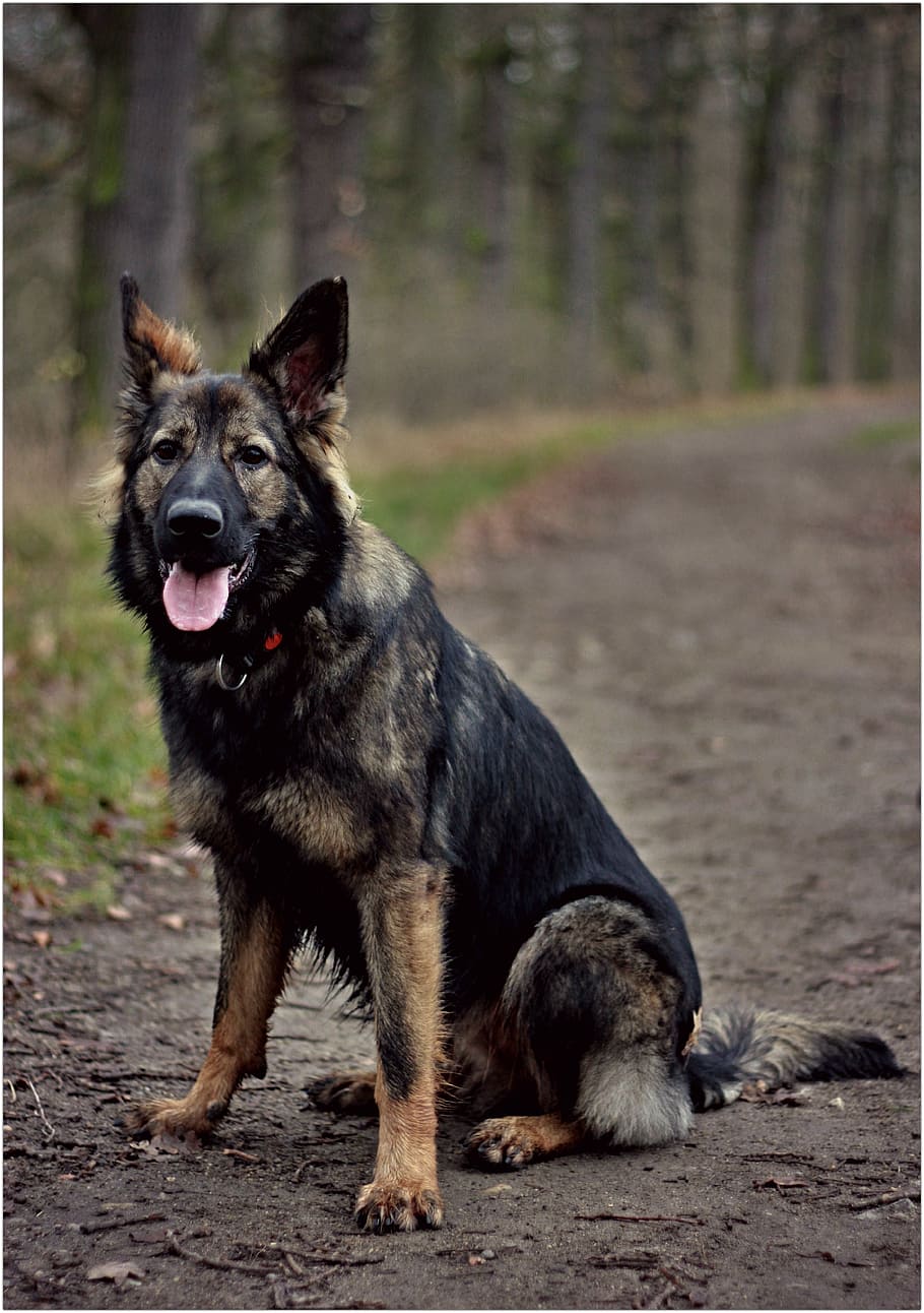 german shepherd, dog, forest, sitting, flaky puppy, one animal HD wallpaper