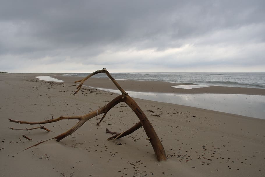 beach, branch, lonely, leave, coast, sea, ocean, baltic sea coast HD wallpaper