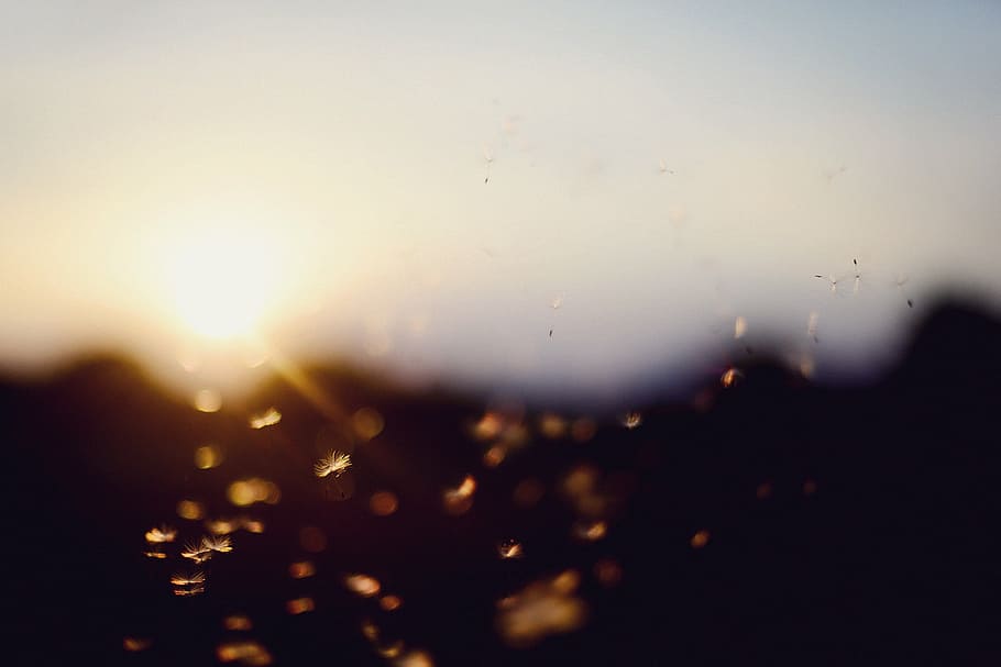 untitled, sunset, bokeh, dandelion, summer, direct light, backgrounds HD wallpaper